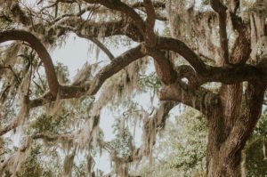 Oak tree texture
